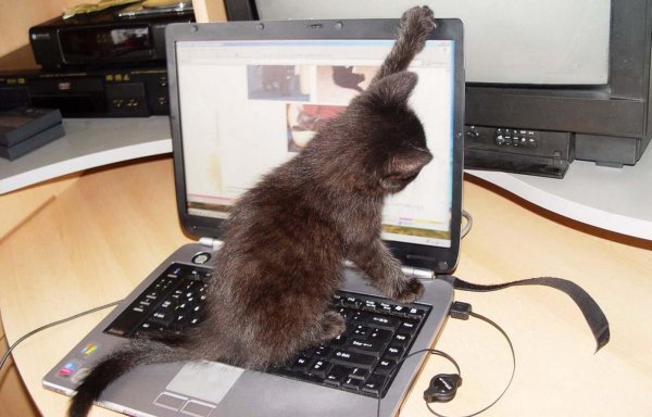 котенок и компьютер