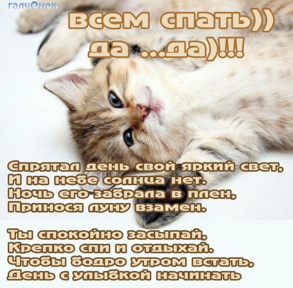 милые котик