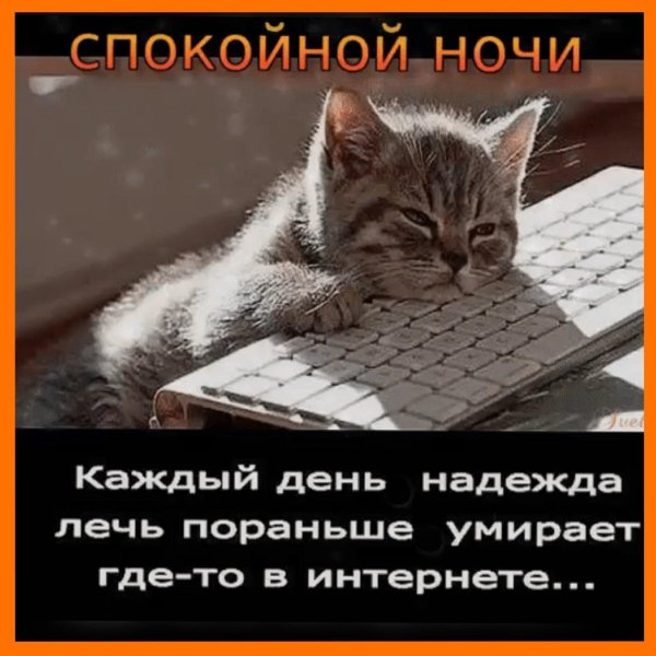 кошка на клавиатуре