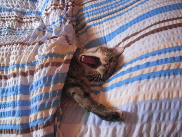 котенок проснулся