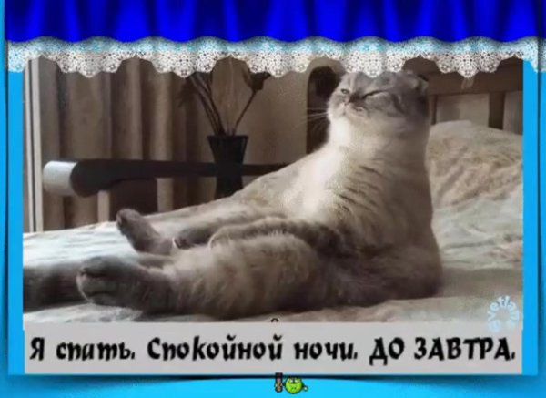 котик проснулся