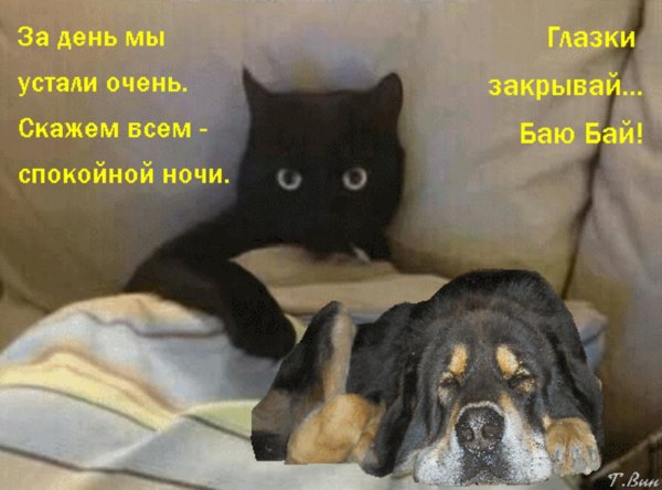 спокойной ночи прикол