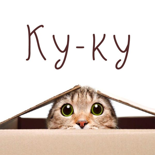 кошка мордочка