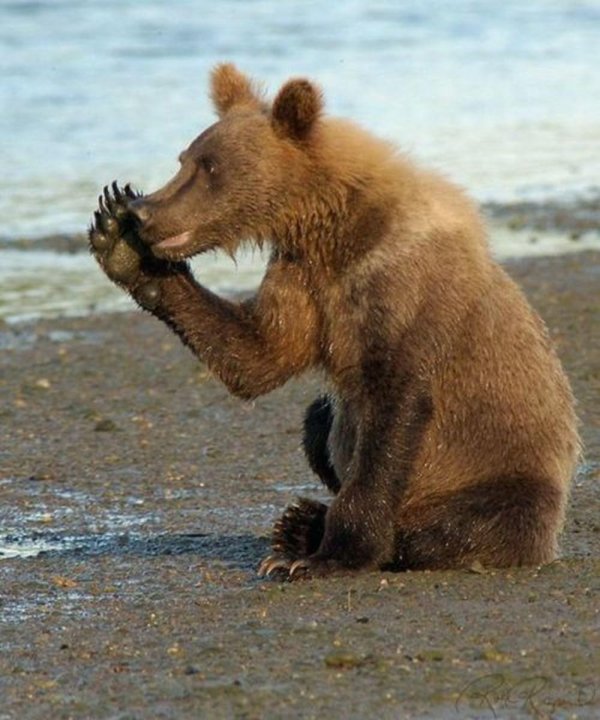 забавный медведь