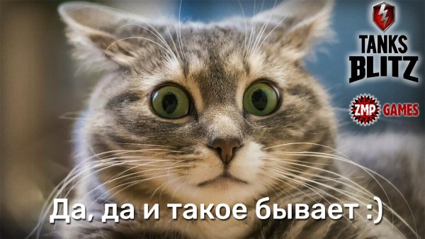 удивленный котик