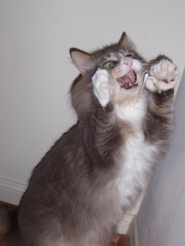 испуганные коты