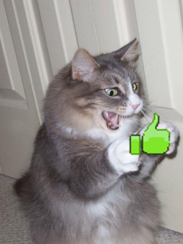 кошка смешная