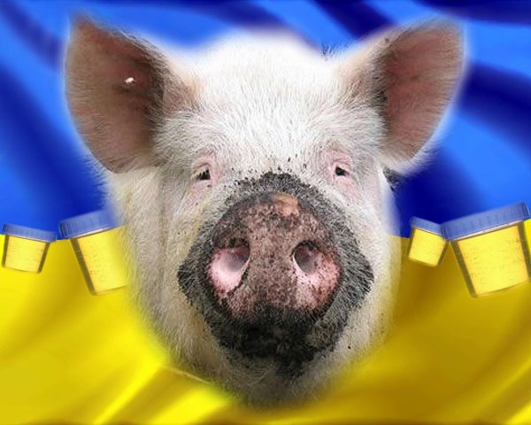 хохлы свиньи