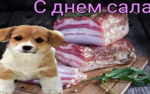 милые собачки