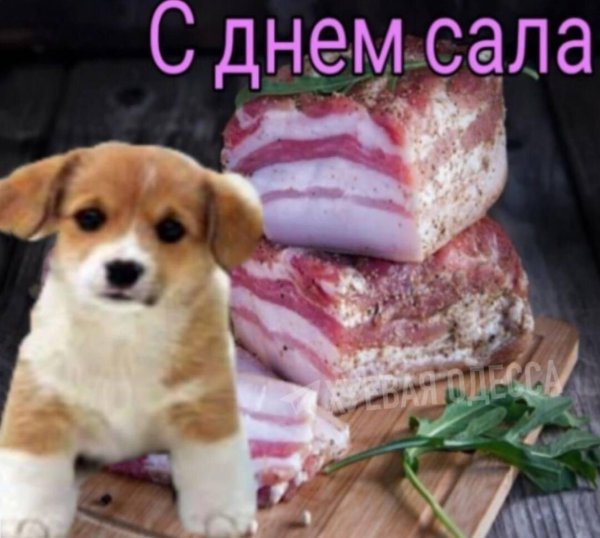 милая собачка