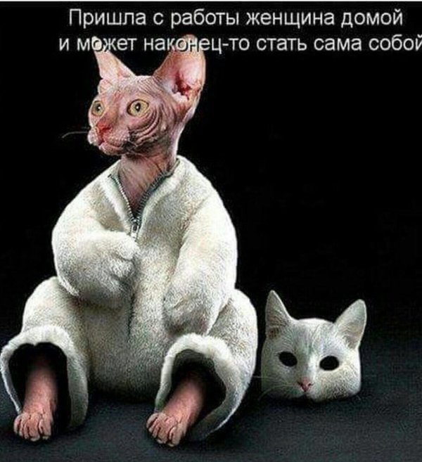 лысые кошки