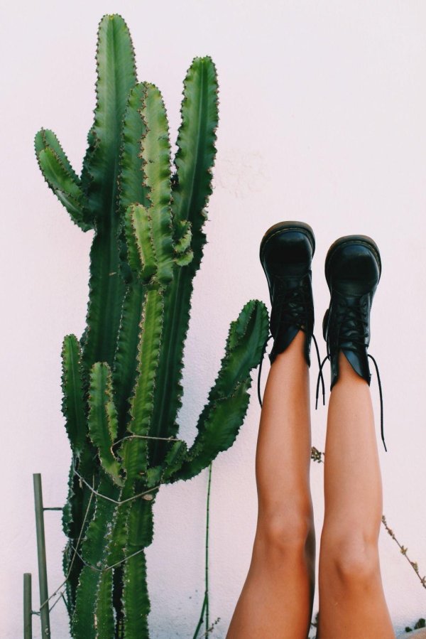 суккулент кактус