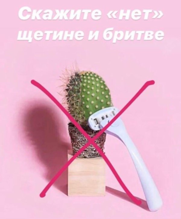 растение кактус