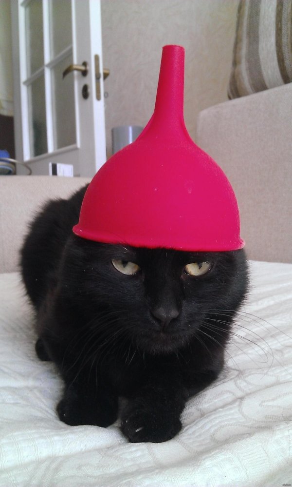 коты с клизмами