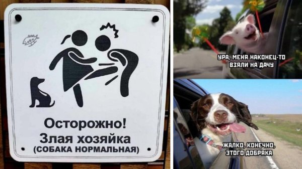 осторожно злая хозяйка