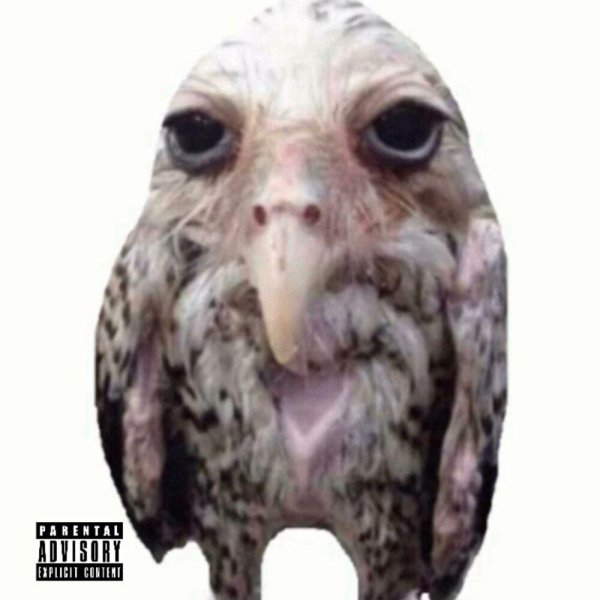 солевая сова