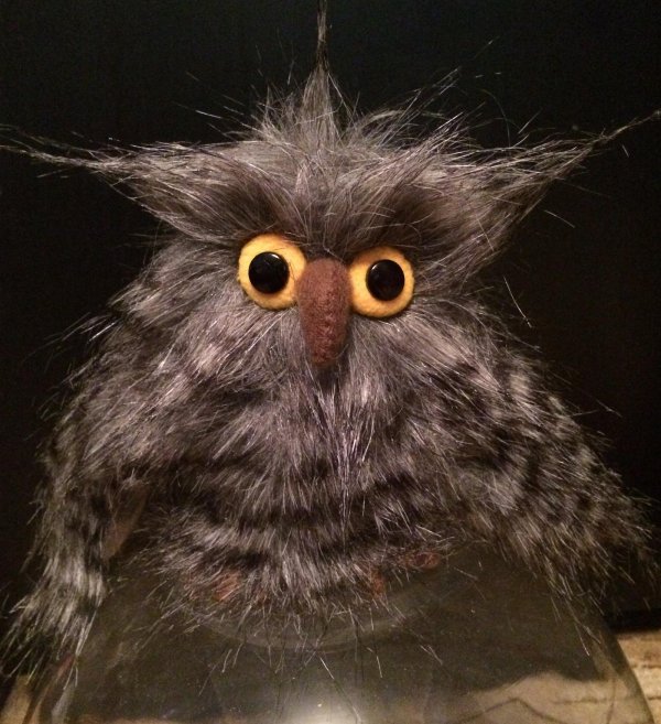 лохматый совенок