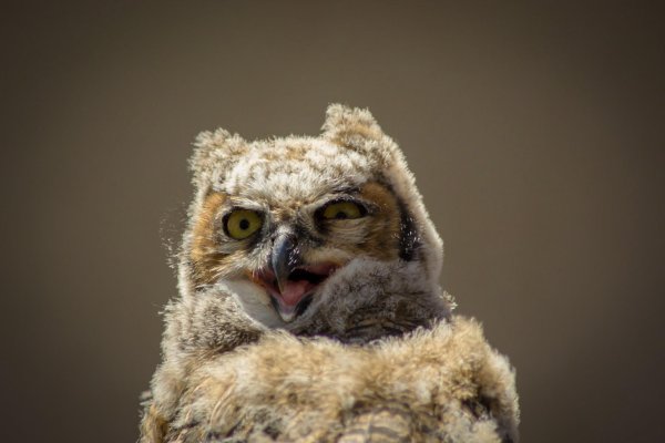 большая рогатая сова