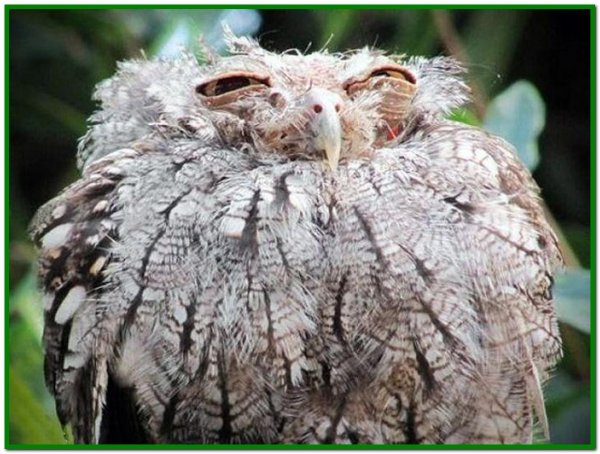 козодой лягушкорот