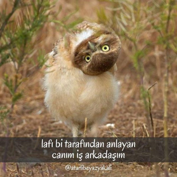 забавные совы