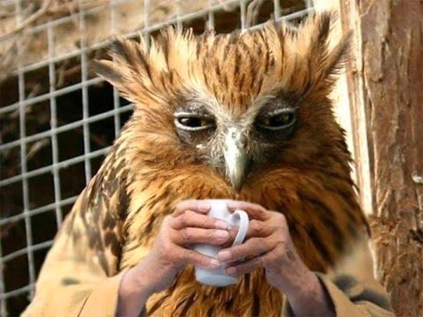 филин смешной