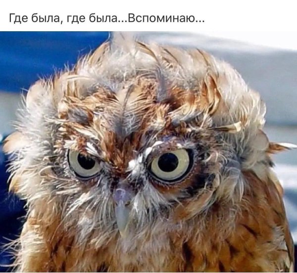 смешной совенок