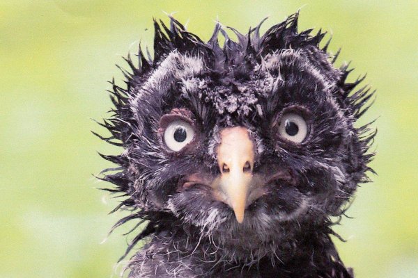 чокнутая птичка