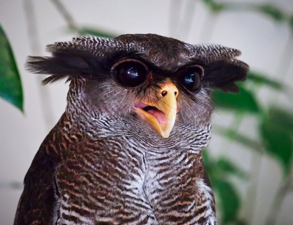 малайский филин