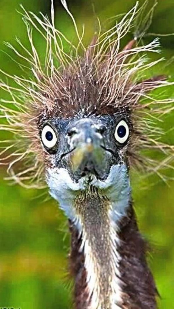 чокнутая птичка