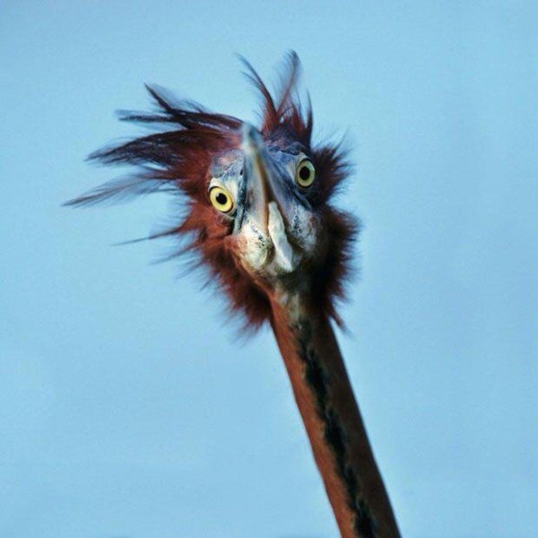 королевский венценосный мухоед