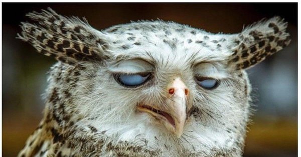 упоротая сова