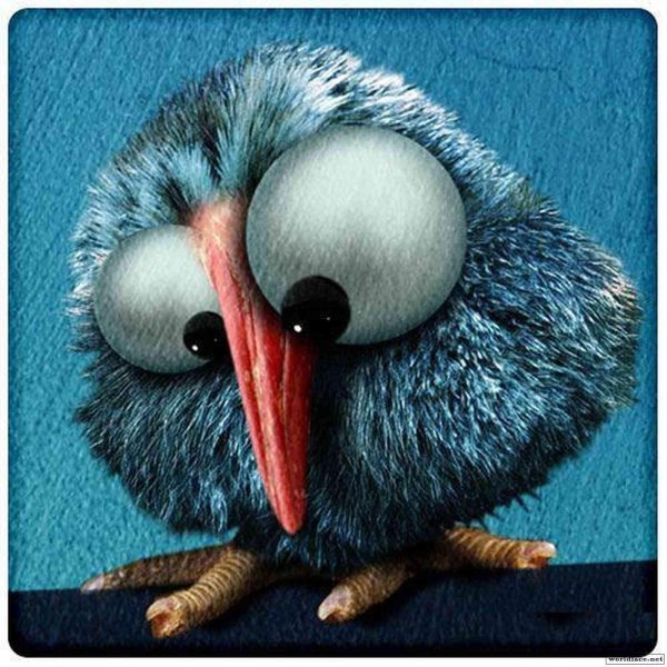 мозгоклюйка птичка