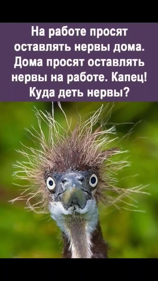 животные с юмором