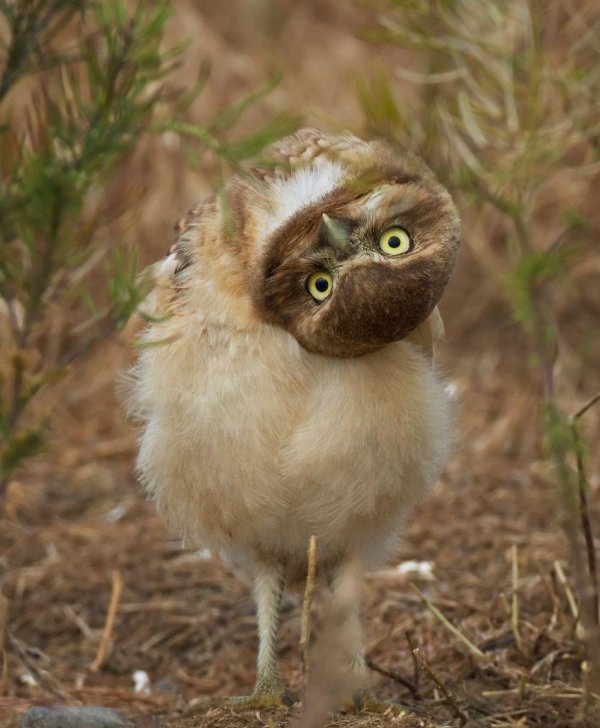 забавные совы