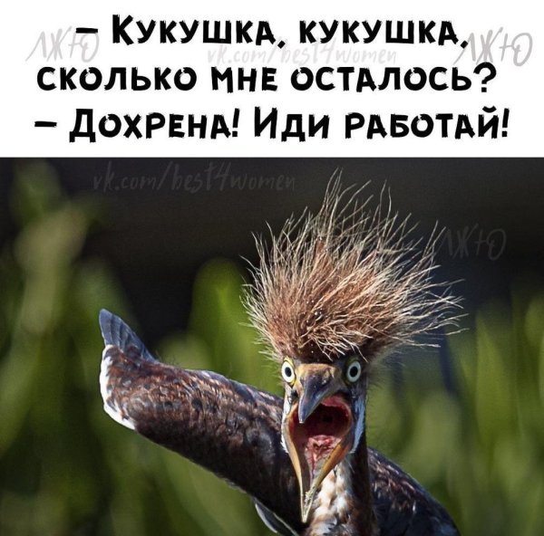 чокнутая птичка