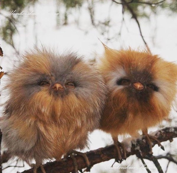 совята пуховички