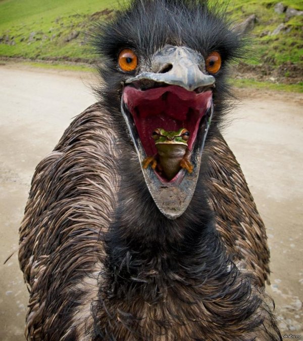 страусы эму