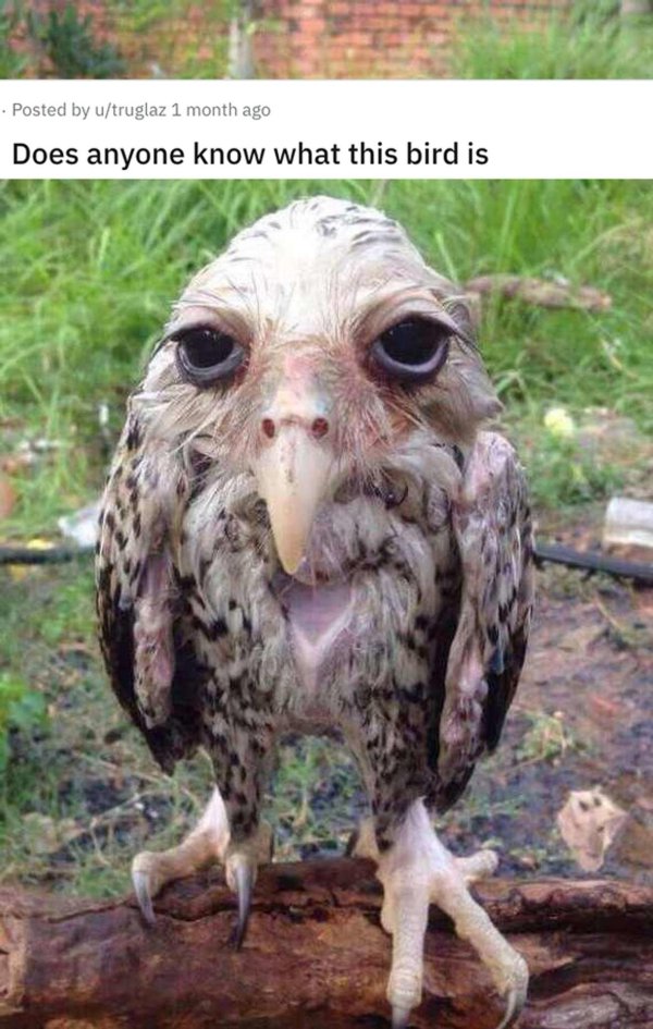 прикольные совы
