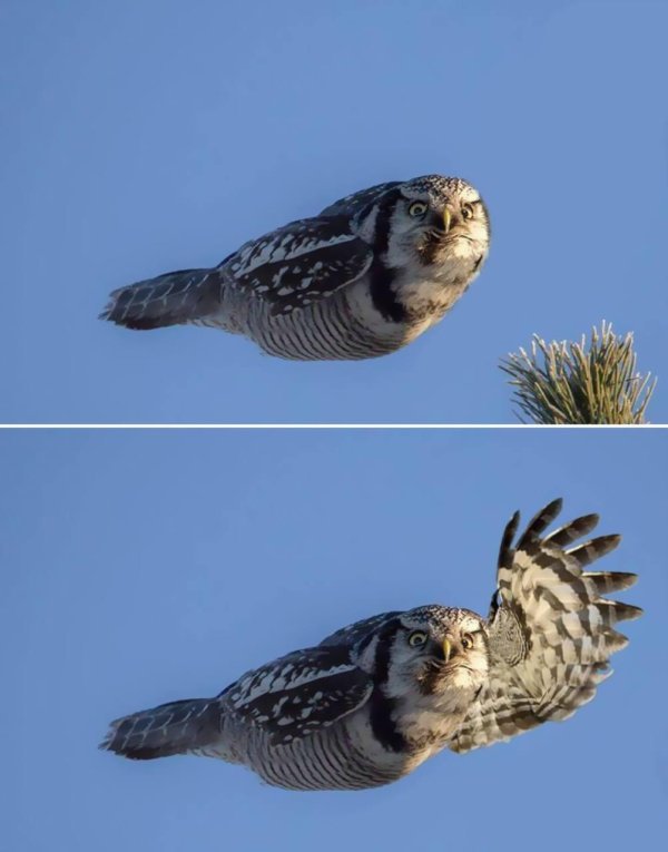 сова летает