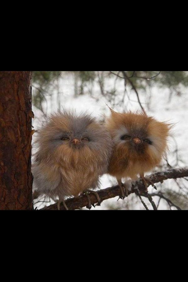 маленькие совята