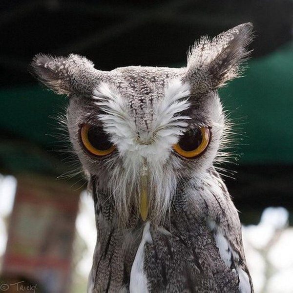 белолицая совка