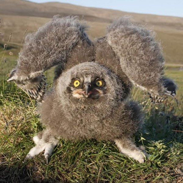 филин птенец