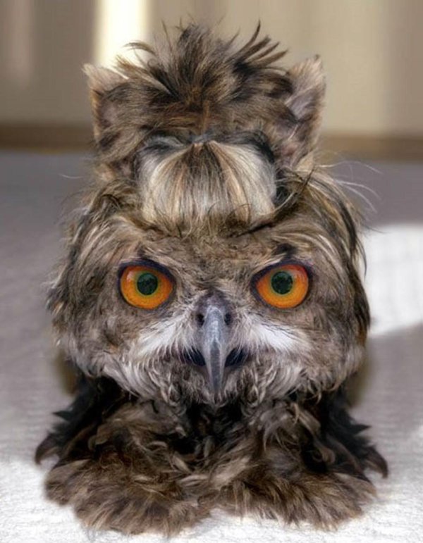 взъерошенный совёнок