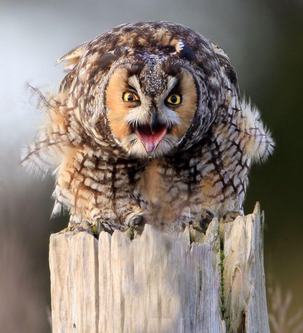 ушастая сова