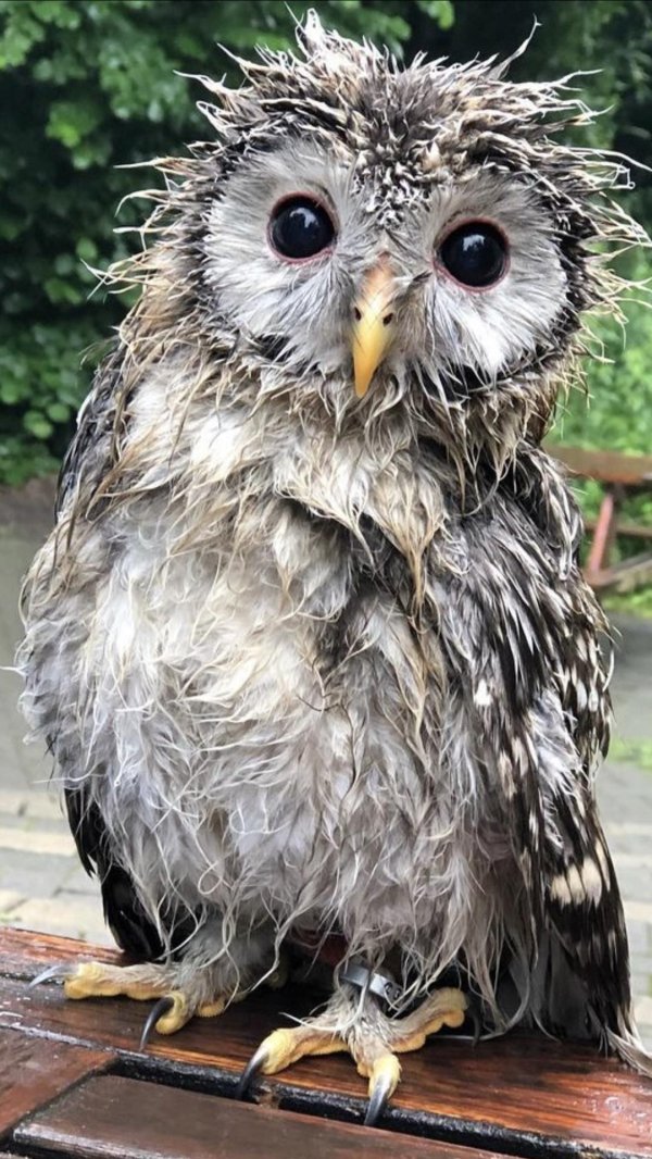 мокрая птица