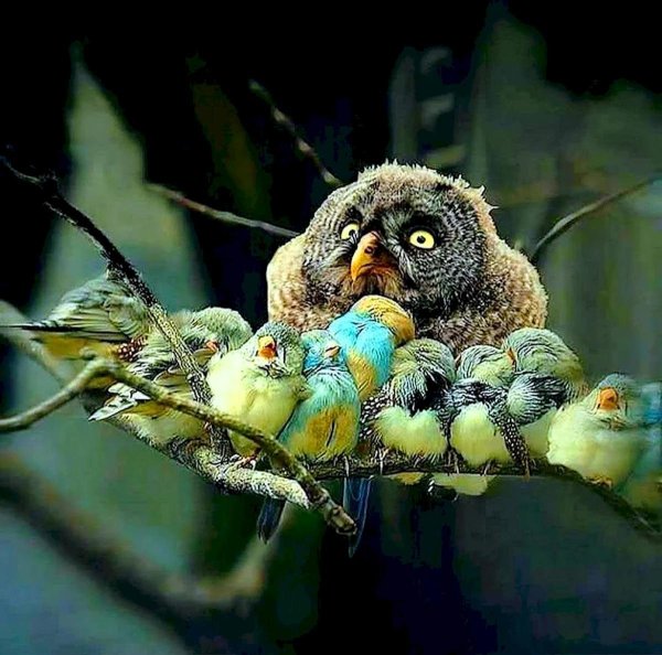 птенец совы