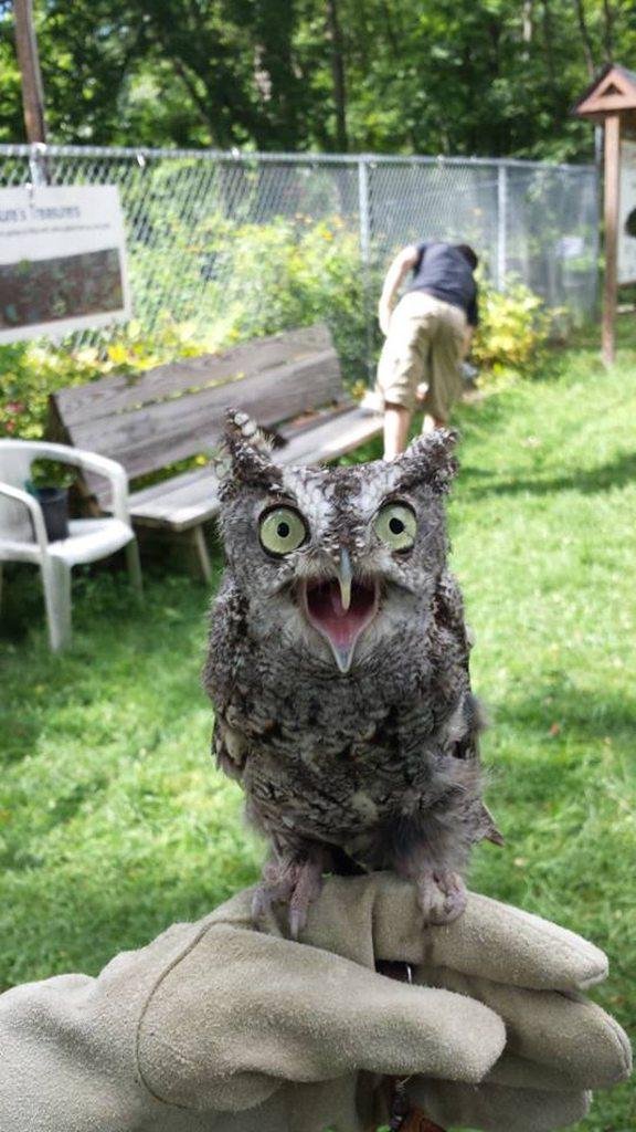 смешной совенок