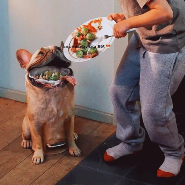питание собак