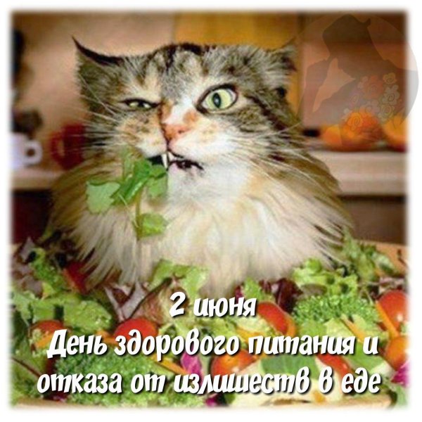 милые котики смешные