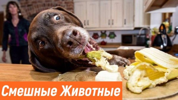 питание собак